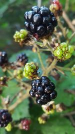 Close-up of berries growing on tree