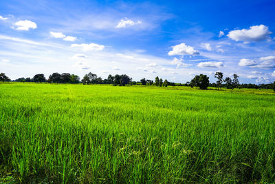 Scenic view of agricultural field against sky