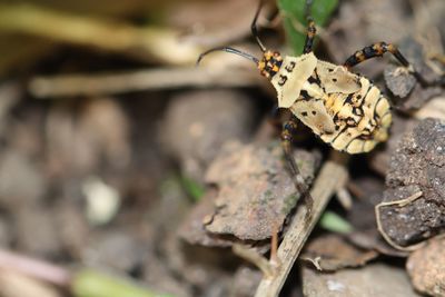 Close-up of insect