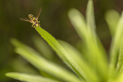 Close-up of insect on plant