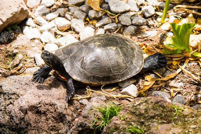 High angle view of turtle on rock