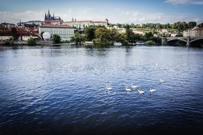 View of birds swimming in river