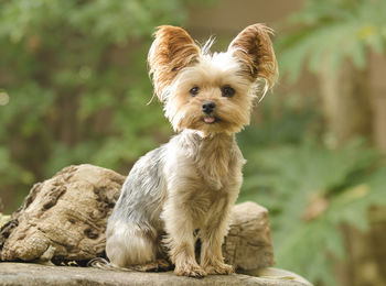 Portrait of dog sitting outdoors