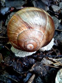 Close-up of snail