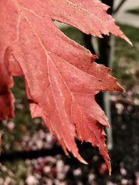 Close-up of maple leaf