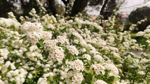 Close-up of white flowering plants on field