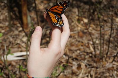 Close-up of butterfly on hand