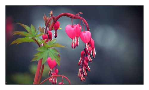 Close-up of red flowers against blurred background