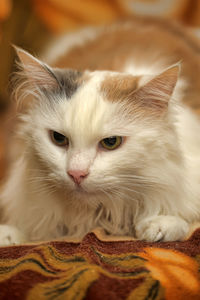 Close-up portrait of a cat