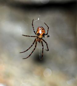 Close-up of spider on web