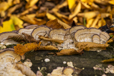 Close-up of dry leaves