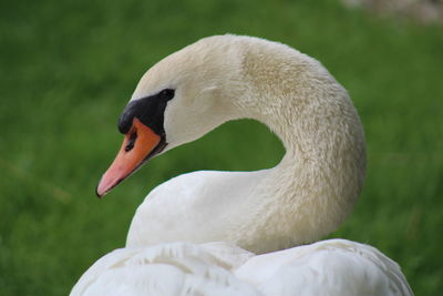 Close-up of a bird