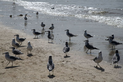 High angle view of seagulls on beach
