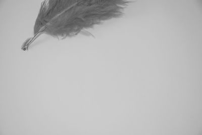 High angle view of feather against white background