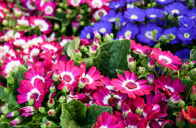 Close-up of flowers blooming outdoors