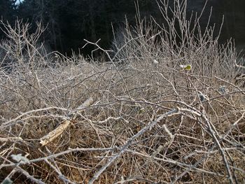 View of bare trees on snow covered land