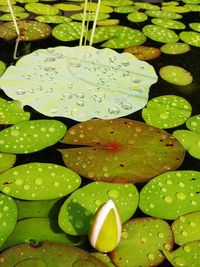 High angle view of water lily leaves in pond
