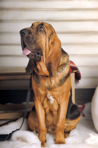 Close-up of a dog looking away