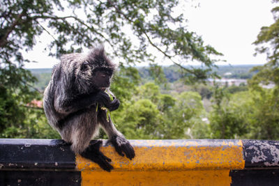 Monkey against trees on retaining wall