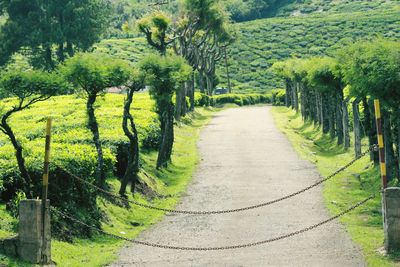 Dirt road amidst trees on field