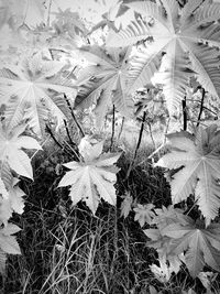 High angle view of flowering plants on field