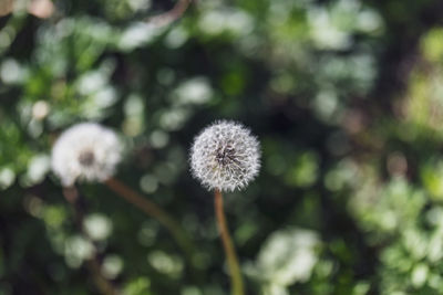 Close-up of dandelion against blurred background