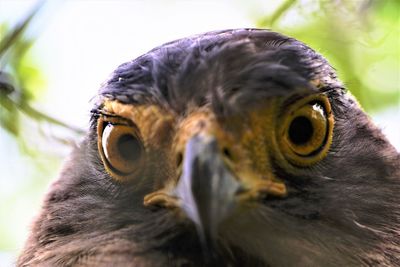 Close-up of a bird