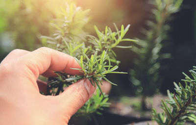 Close-up of hand holding plant