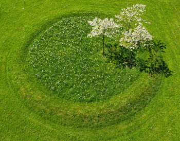 High angle view of trees on field