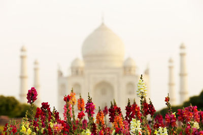 Taj mahal against and flowers against clear sky