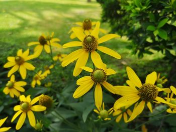 Close-up of yellow flowering plant