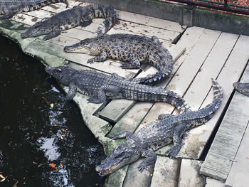 High angle view of crocodile in water