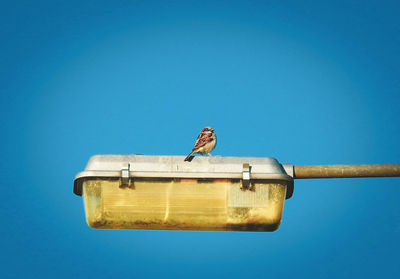 Low angle view of bird perching on pole against blue sky