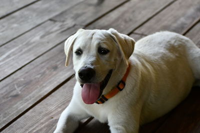 Close-up portrait of a dog