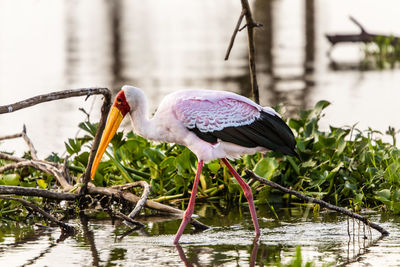 View of bird perching on lakeshore