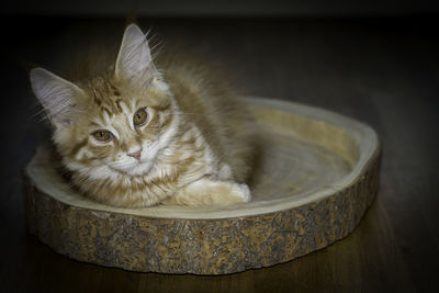 Close-up of a cat in basket