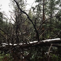 Bare trees in forest