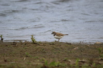 Ringed plover near water