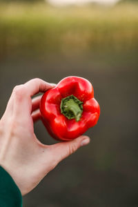 Cropped hand holding bell pepper