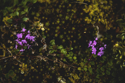 Close-up of purple flowers blooming outdoors