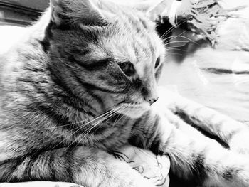 Close-up of cat resting