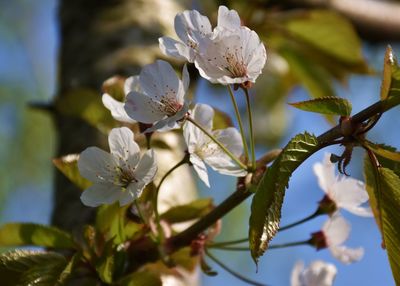 Close-up of white cherry blossoms on tree