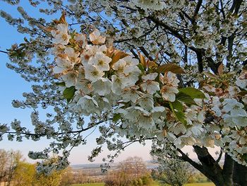 Low angle view of cherry blossoms in spring