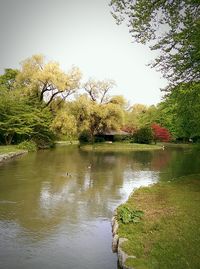 Reflection of trees in lake