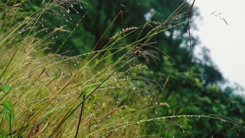 Close-up of fresh plants in water