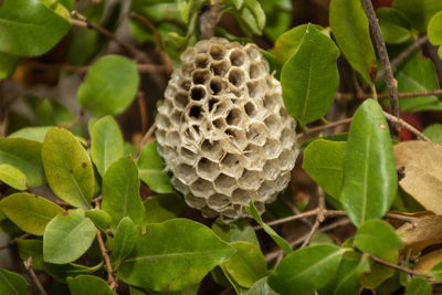 High angle view of plant