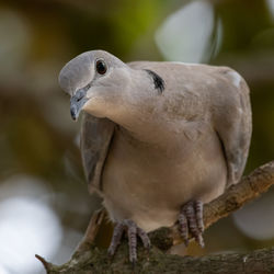 Close-up of a bird