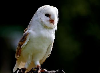 Close-up of white owl