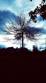 Low angle view of bare trees against sky