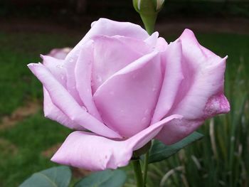 Close-up of pink rose